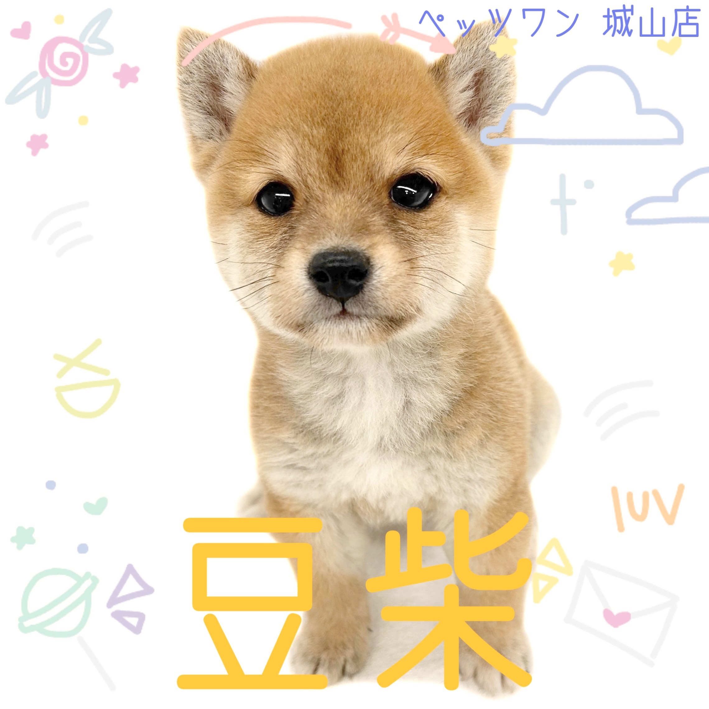 豆柴 】とっても明るい性格の持ち主！注目度高めの豆柴ちゃん