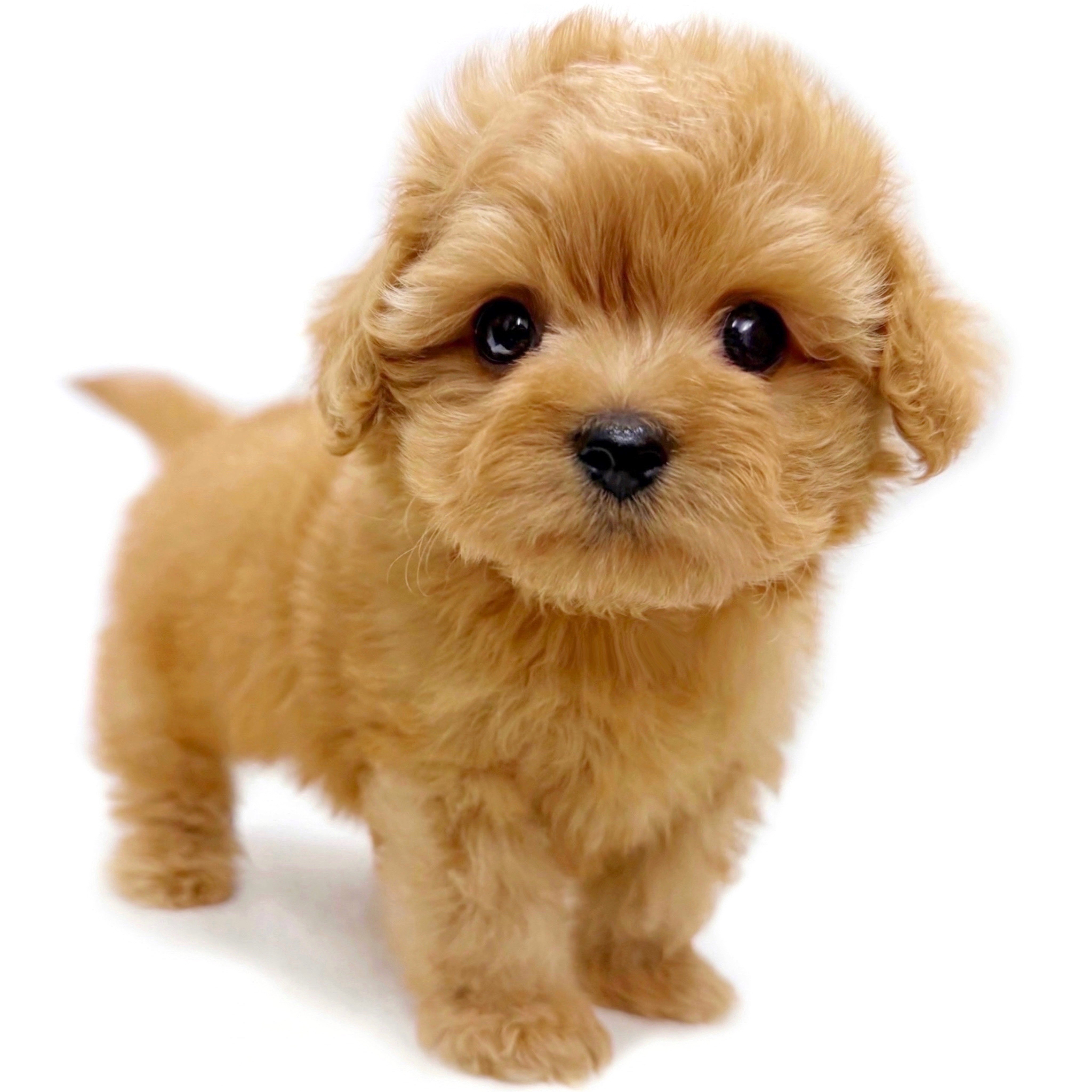 MIX（マルチーズ×トイプードル） | ペットショップ マルワン 小さめ