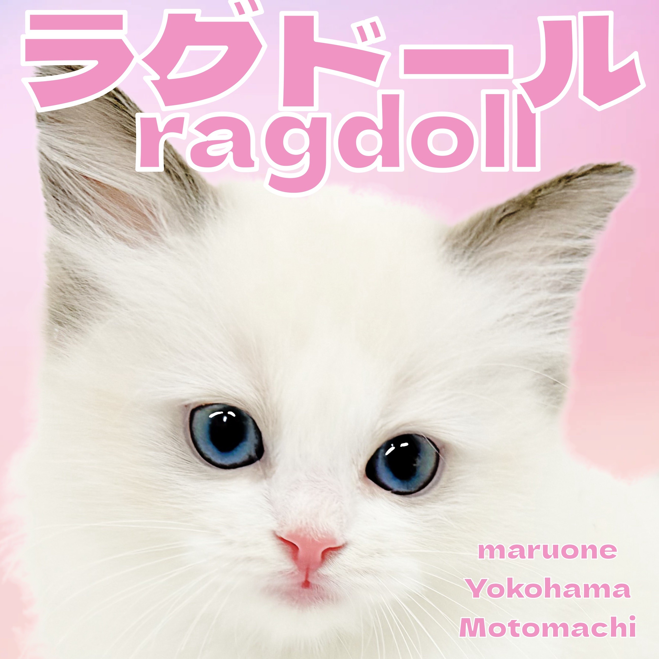 ラグドール 】ブルーアイのぬいぐるみキャット！ラグちゃんが横浜元町