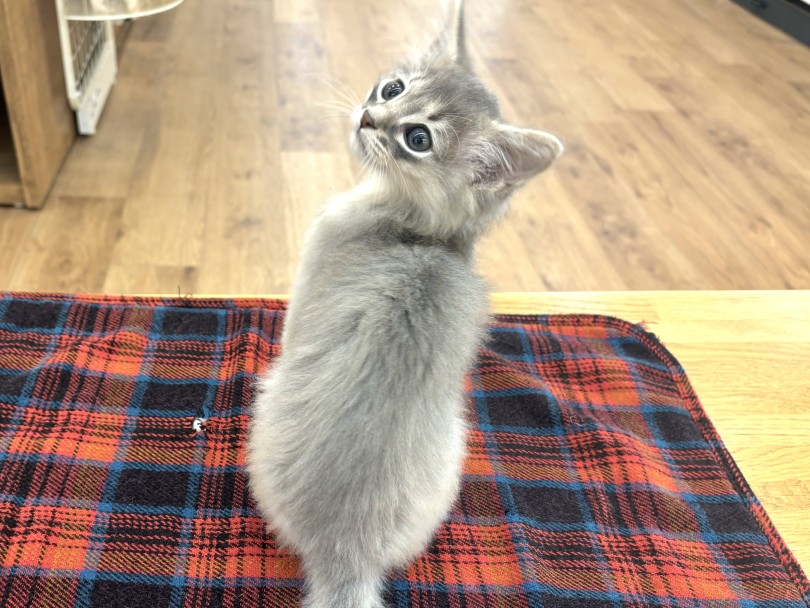 頭数が少ないブルーの被毛 | ソマリ （14-232） - 城山店