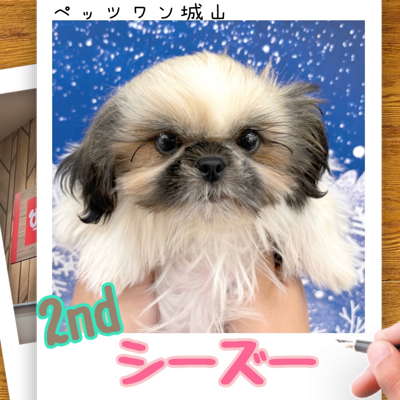 シーズー 】シーズーの城山っ子成長報告！2025年12月26日 | マルワン