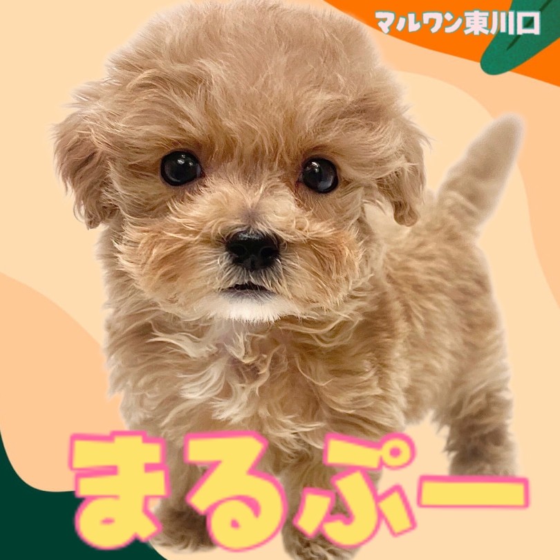 MIX 】激甘フェイスと激甘な性格のWパンチ！人気奮闘中のマルプー