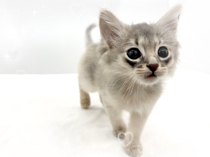 細身ながらも筋肉質なフォーリンタイプ | ソマリ （14-232） - 城山店