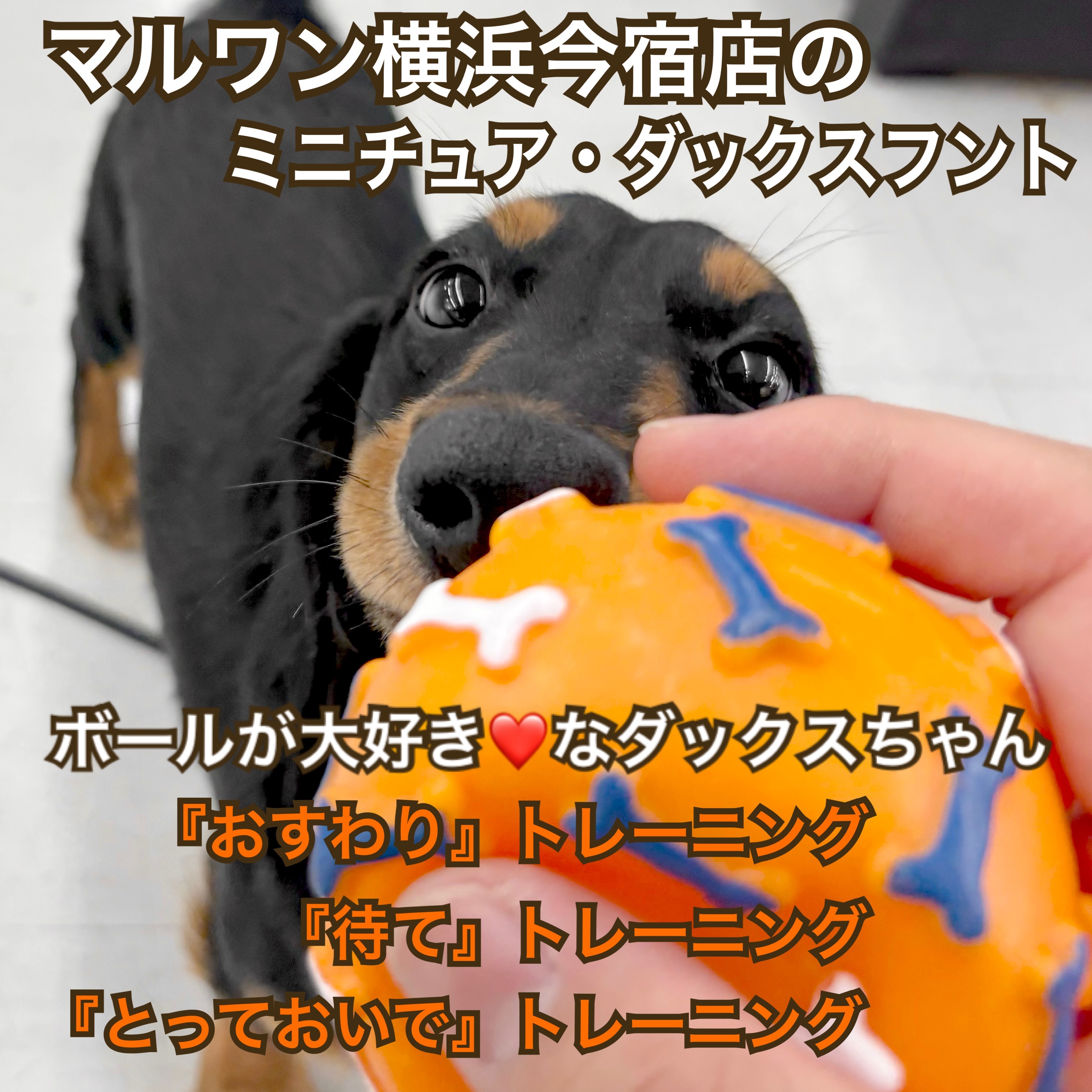 かわいい♡柴犬ちゃんダックスちゃんマルチーズちゃんオーダー受付ページ ミニチュア・ダックスフント 】大好きなボールで楽しくトレーニング