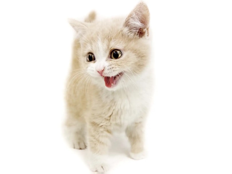 珍しい「クリームタビー&ホワイト」の被毛 | ブリティッシュショートヘア (20-289) - 北戸田店