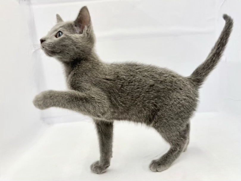 スマート体型維持のカギは全身運動 | ロシアンブルー （10-181） - 東日暮里店