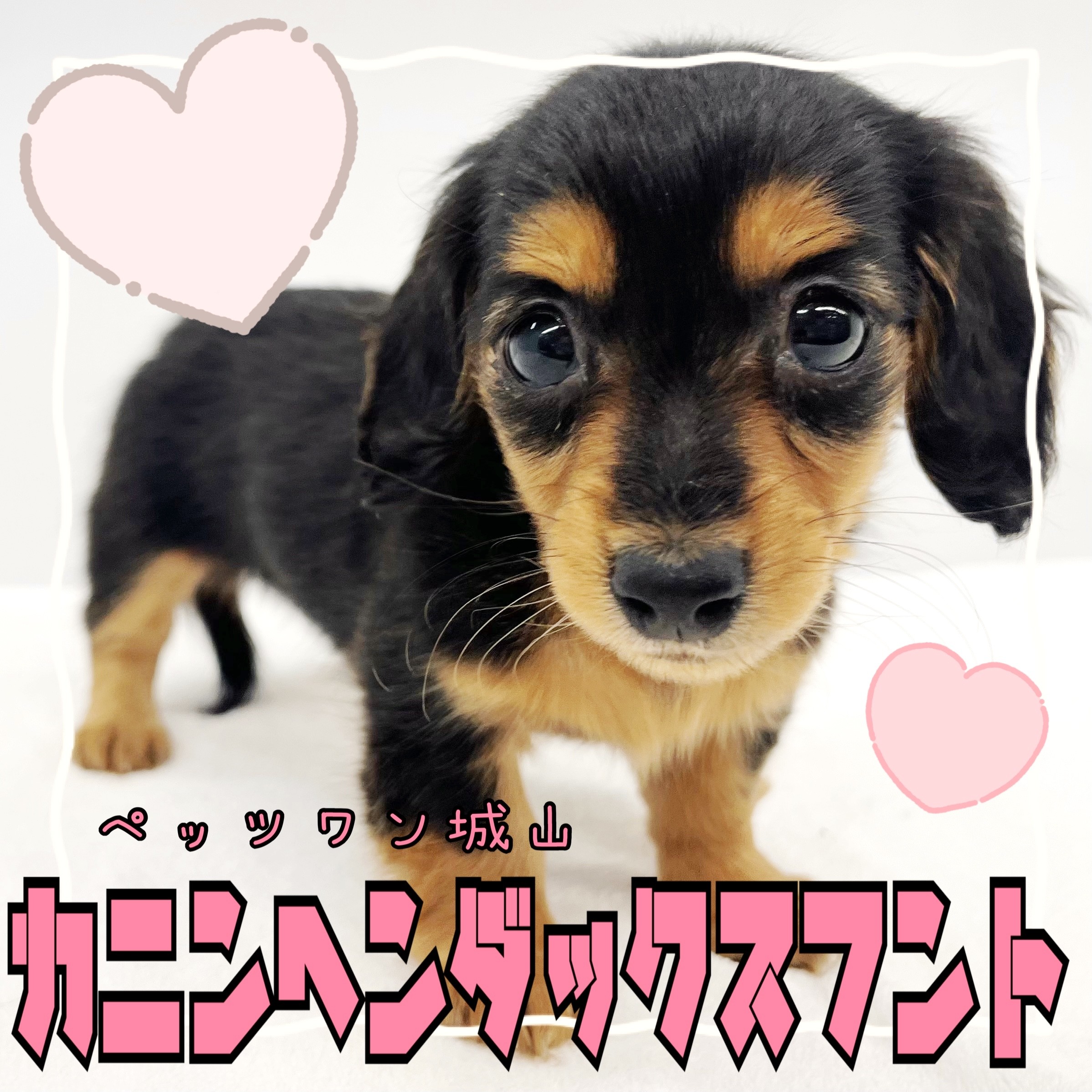 カニンヘン・ダックスフント 】凛とした顔の実は甘えん坊でマイペース