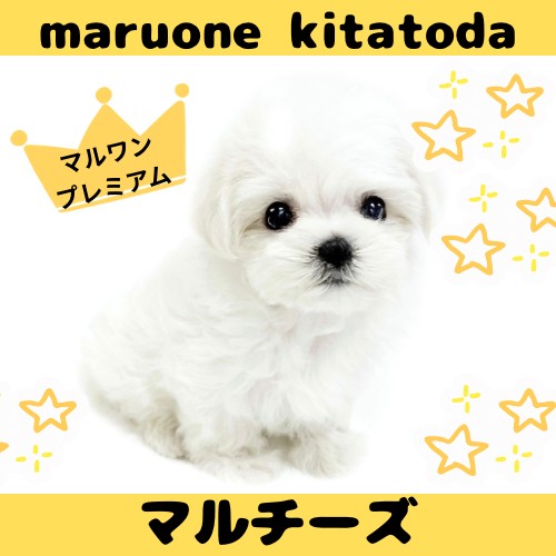 マルチーズ 】純白の被毛を纏ったプレミアムプリンセス！マルチーズ