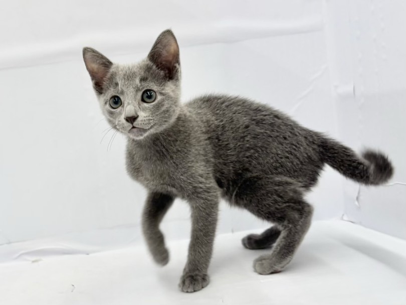 短毛種のお手入れは比較的簡単 | ロシアンブルー （10-181） - 東日暮里店