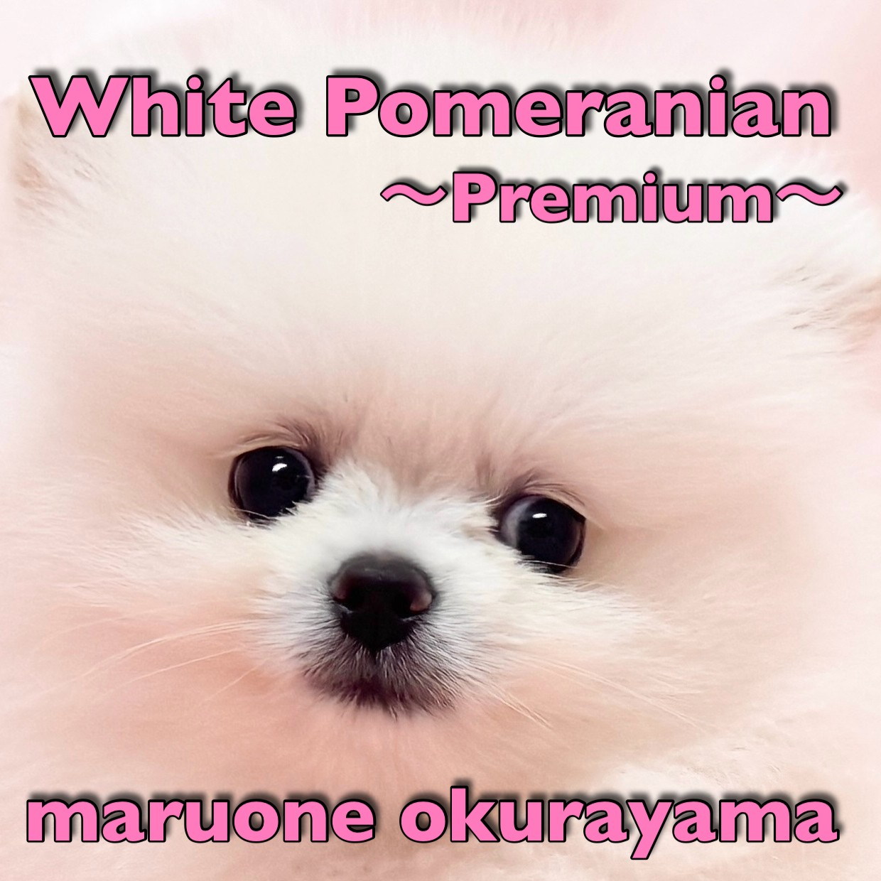 ポメラニアン 】仲間入りしてから2週間！短めマズルが自慢のプレミアム