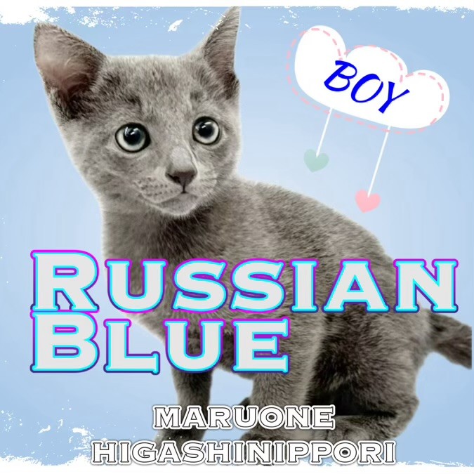 ロシアンブルー 】爽やか系ロシアンスマイルを持つボイスレスキャット