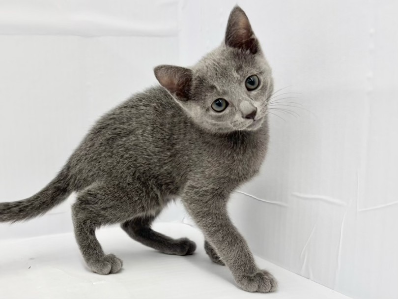 ボイスレスキャットも子猫の頃はお喋りさん | ロシアンブルー （10-181） - 東日暮里店