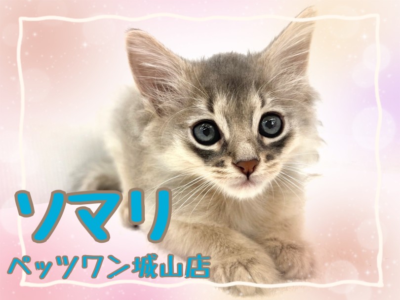 【 ソマリ 】抱っこ中も大好きフミフミする！フレンドリーな甘えんぼにゃんこ！