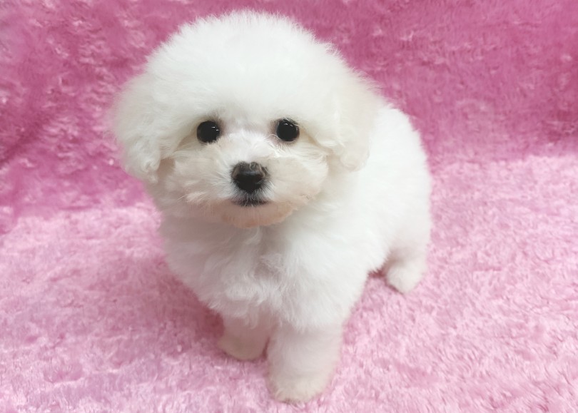 最大の特徴は、モフモフな被毛！ | ビションフリーゼ （06-327） - 横浜 大倉山店