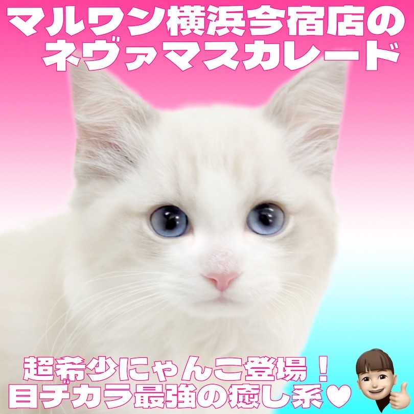 ネヴァマスカレード 】超希少種！ブルーの瞳が神秘的な究極のおっとり