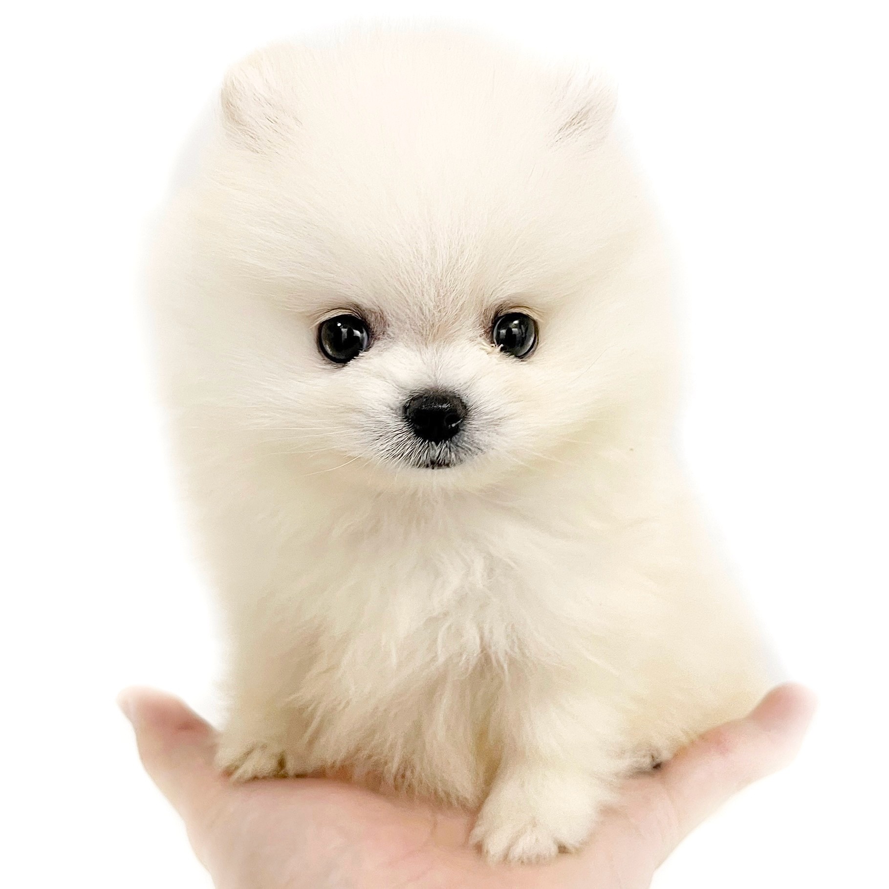 ポメラニアン | ペットショップ マルワン 小さめ子犬 美形な子猫