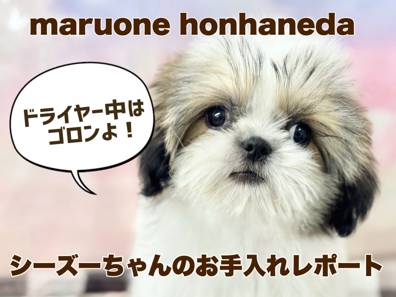 【 シーズー 】お手入れトレーニングバッチリ！ペチャ顔が可愛いイケメンボーイ！