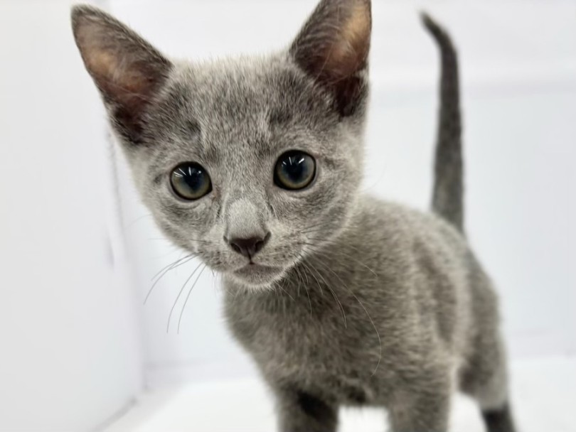 ボディのブルーに映える碧眼への成長 | ロシアンブルー （10-181） - 東日暮里店