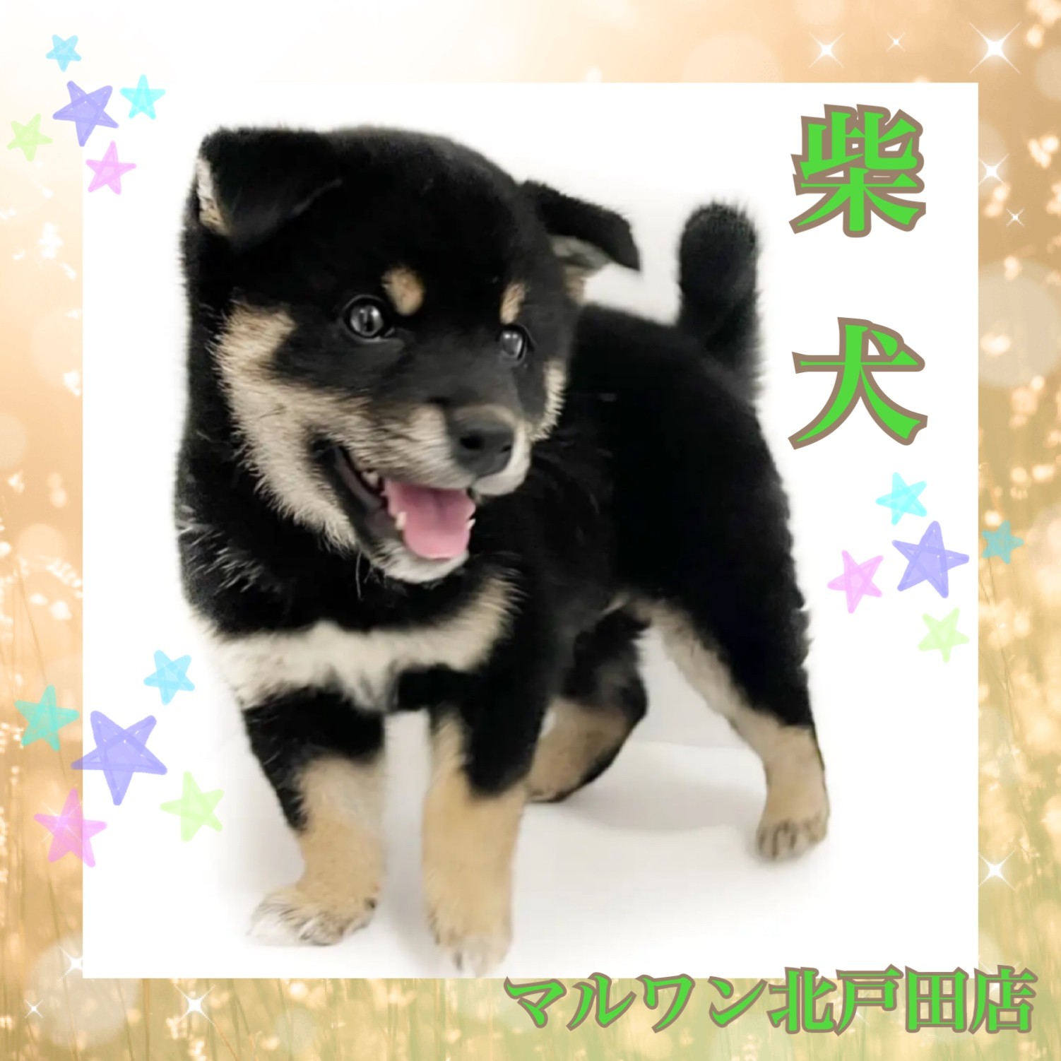 柴犬 】黒色の柴犬くんはお茶目で表情豊か！ 愛嬌抜群で賢い男の子
