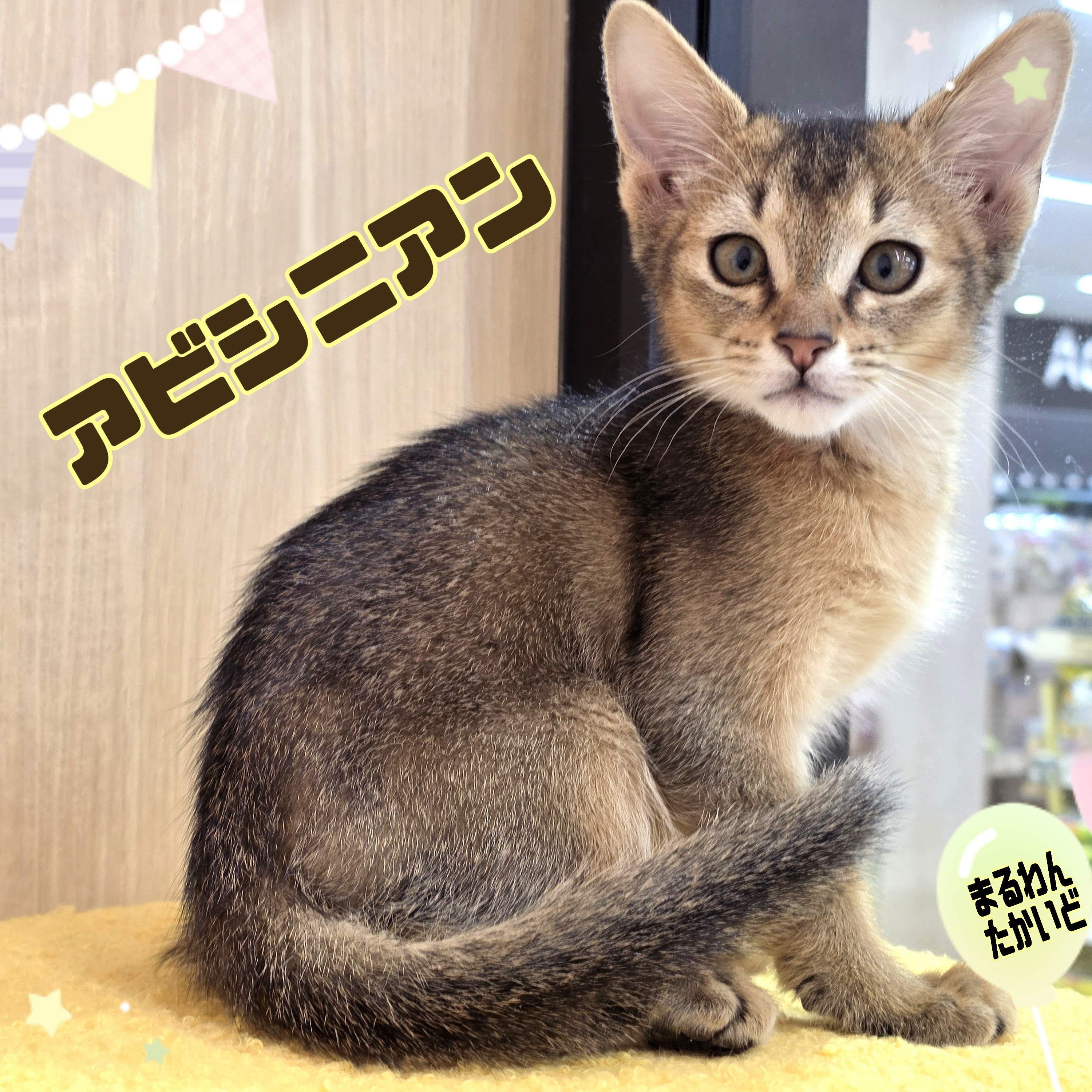 アビシニアン 】麗しい姿と甘えんぼな性格にギャップ萌え必至