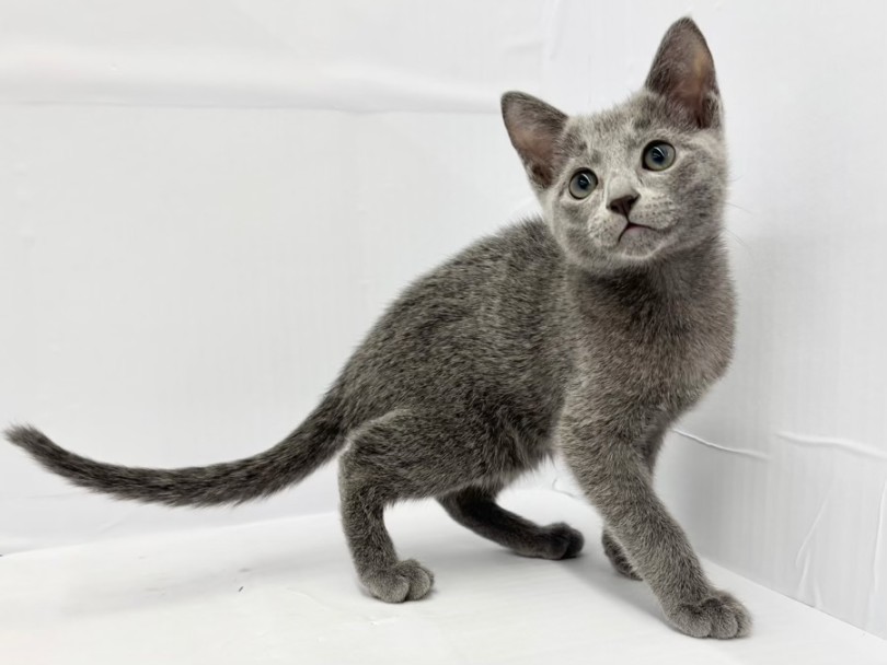 ご来店をお待ちしております！ | ロシアンブルー （10-181） - 東日暮里店