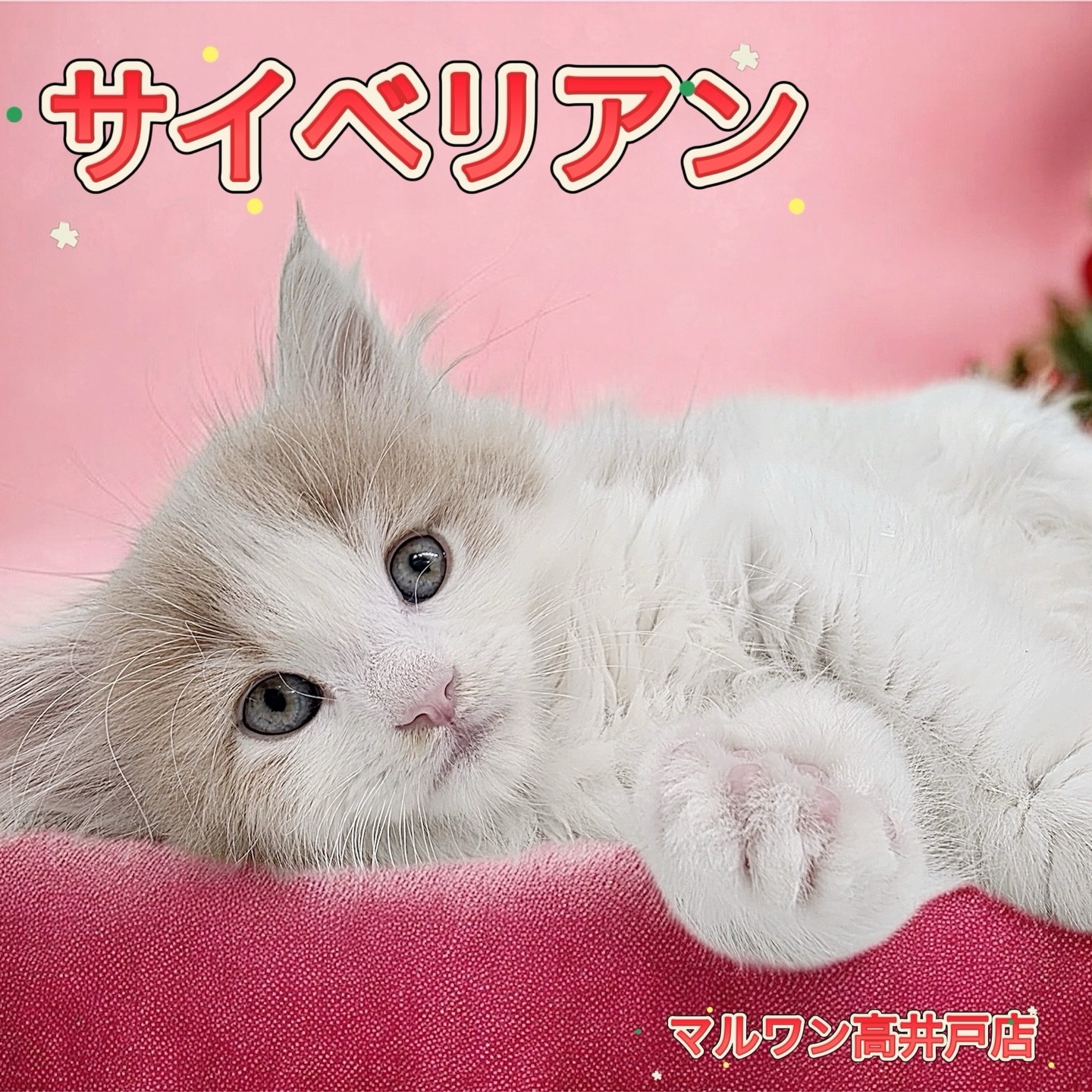 ワンダーフォーゲル1860様　カッコいい馬さん可愛らしい猫さん b13bd4e73e36eb18eb378b4d4f97c1
