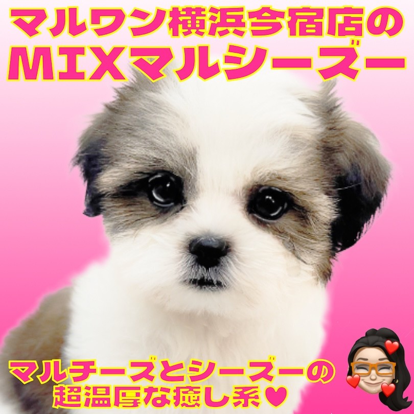 MIX 】マルチーズとシーズーのレアなハーフ犬！初心者必見の温厚な