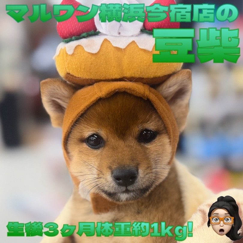 豆柴 】生後3ヶ月体重約1kg！可愛いトナカイに変身した最新動画を大