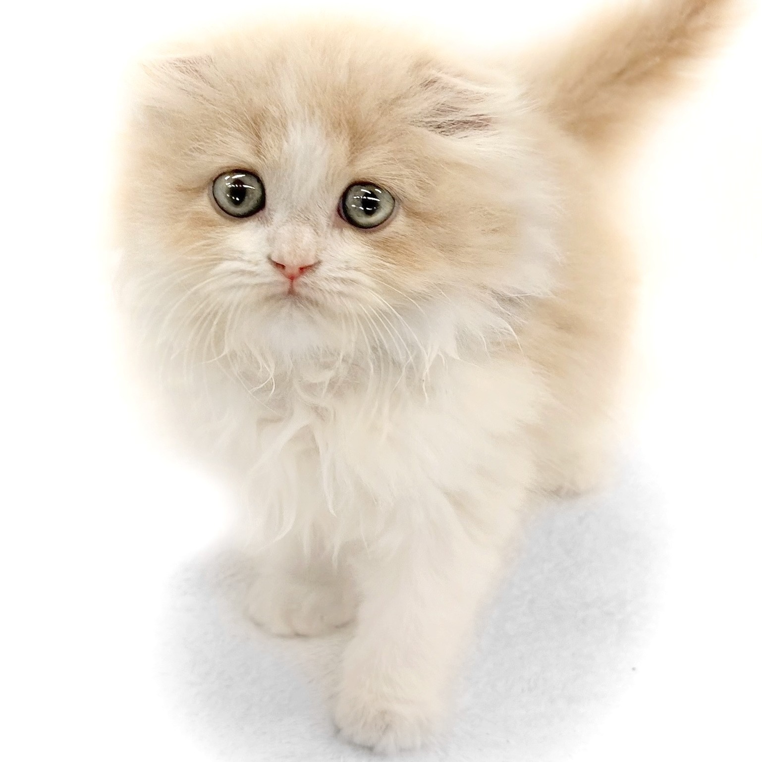 スコティッシュフォールド | ペットショップ マルワン 小さめ子犬 美形