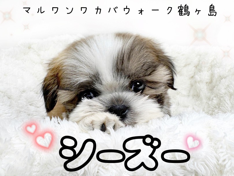 【 シーズー 】ビジュアルも性格も最高！穏やかな癒しの存在になる女の子