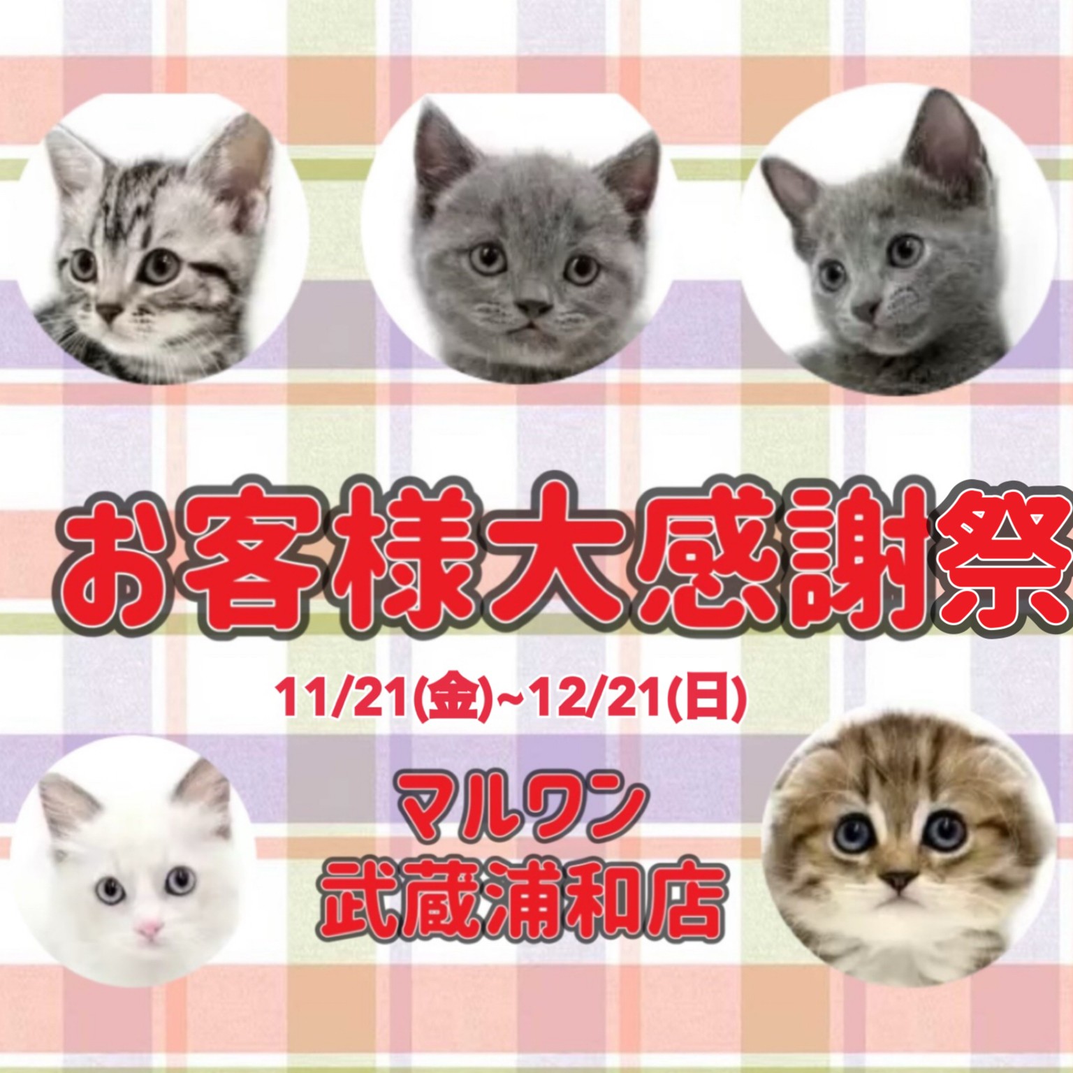 お知らせ 】お客様大感謝祭開催中！マルワン武蔵浦和店の子猫をご紹介