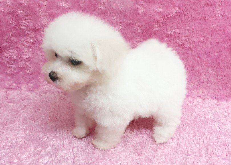 足は短め。もちろん褒め言葉！ | ビションフリーゼ （06-327） - 横浜 大倉山店