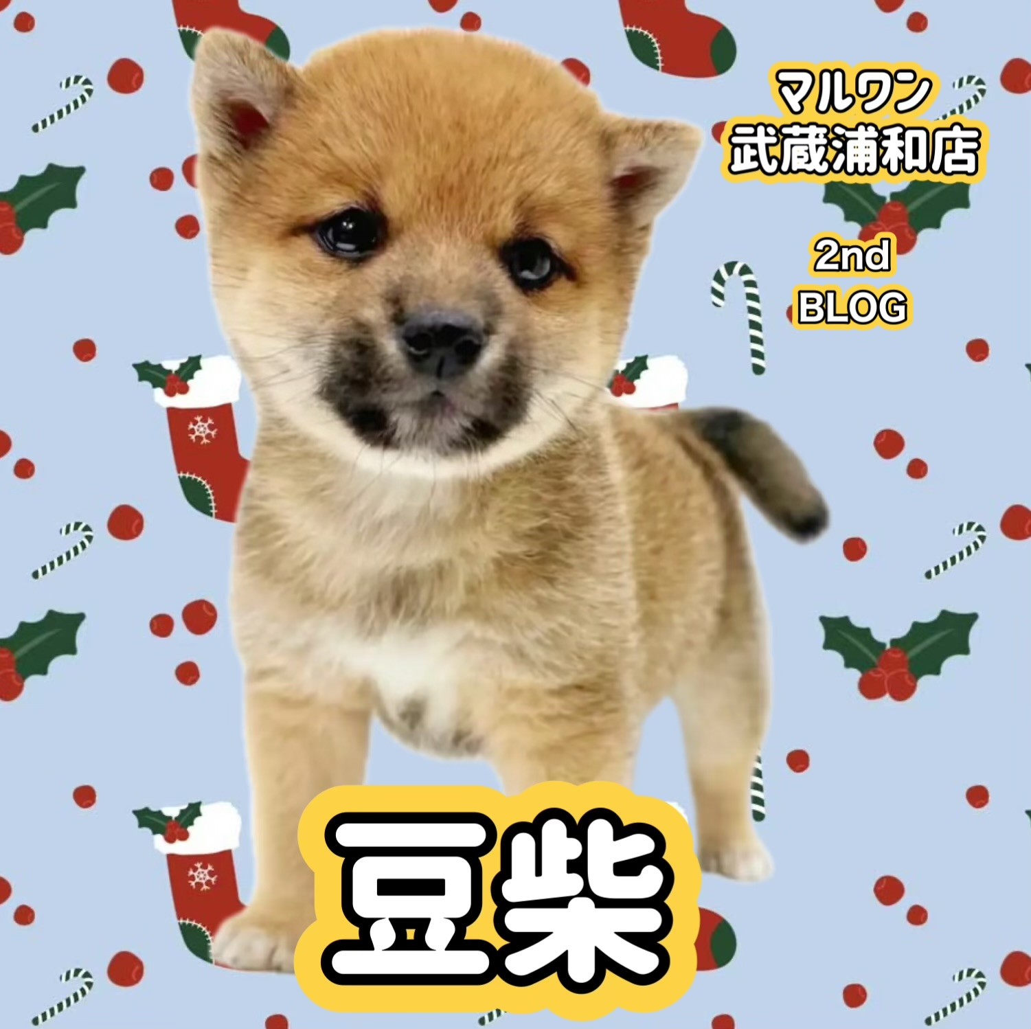 豆柴 】KCジャパン公認赤豆柴！穏やかで小柄な男の子が埼玉浦和に登場 | マルワンBLOG | ペットショップ マルワン 小さめ子犬 美形な子猫  初心者安心のサポート