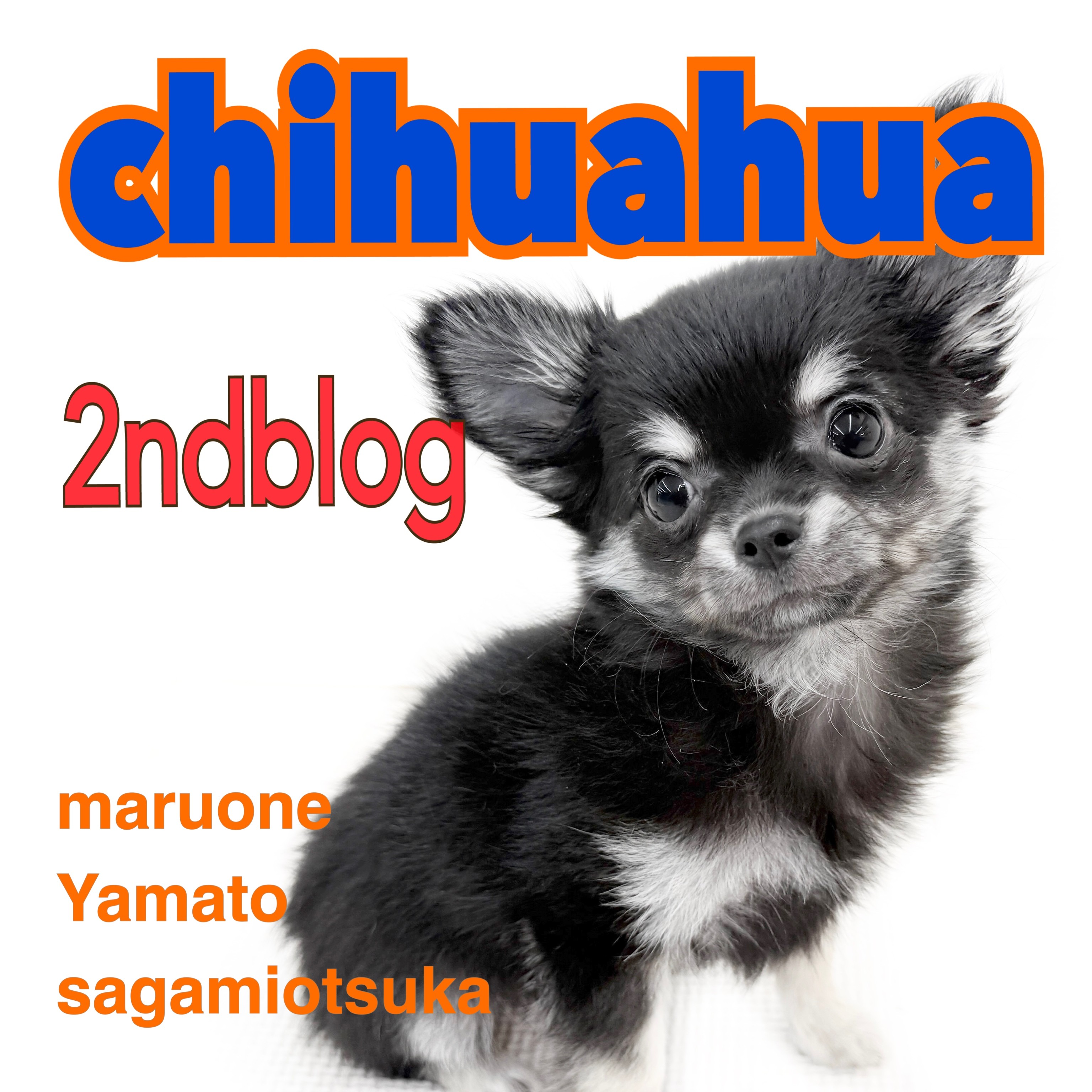 チワワ 】生後3ヶ月を迎えどんどん可愛いらしさが溢れ出すチワワちゃん