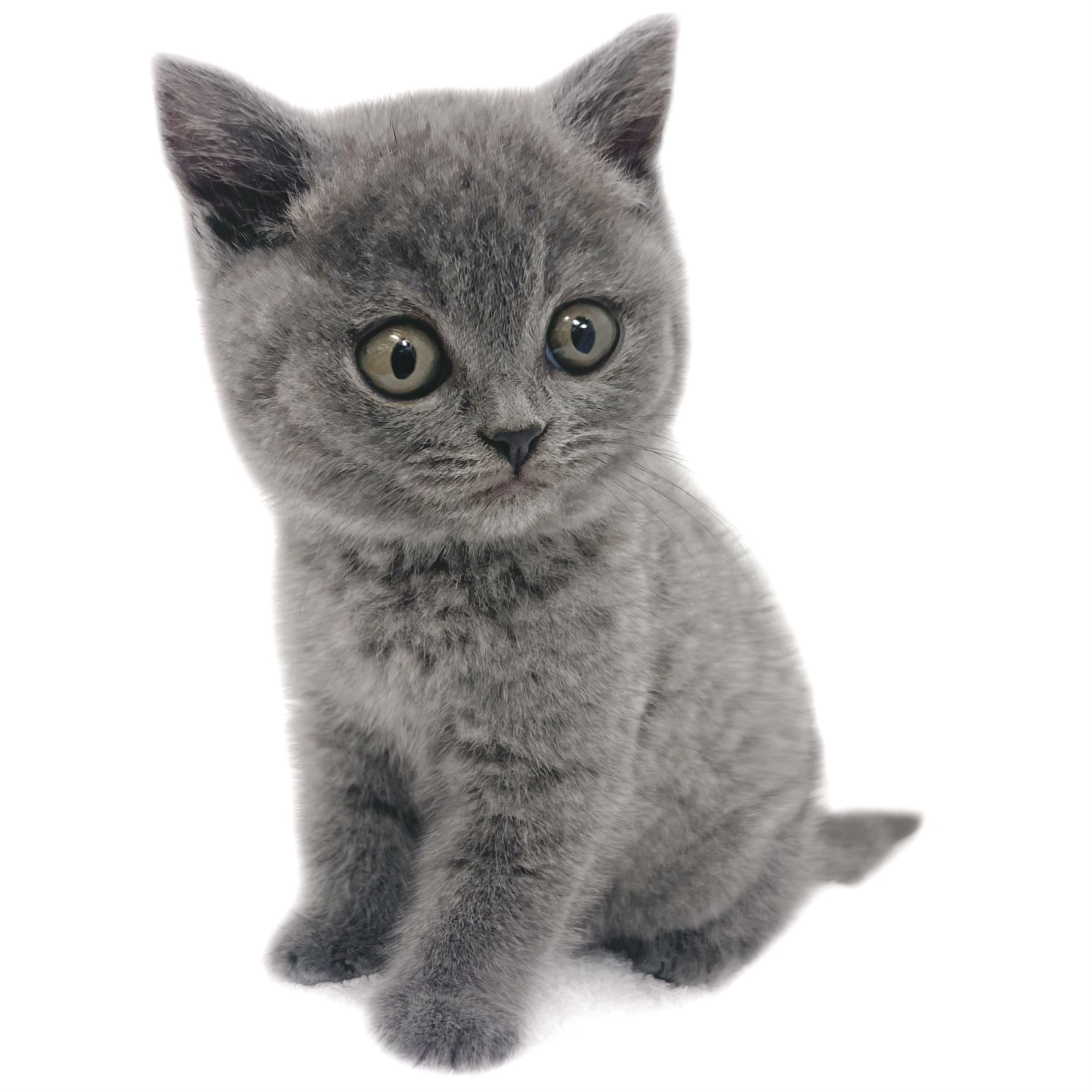 ブリティッシュショートヘア | ペットショップ マルワン 小さめ子犬