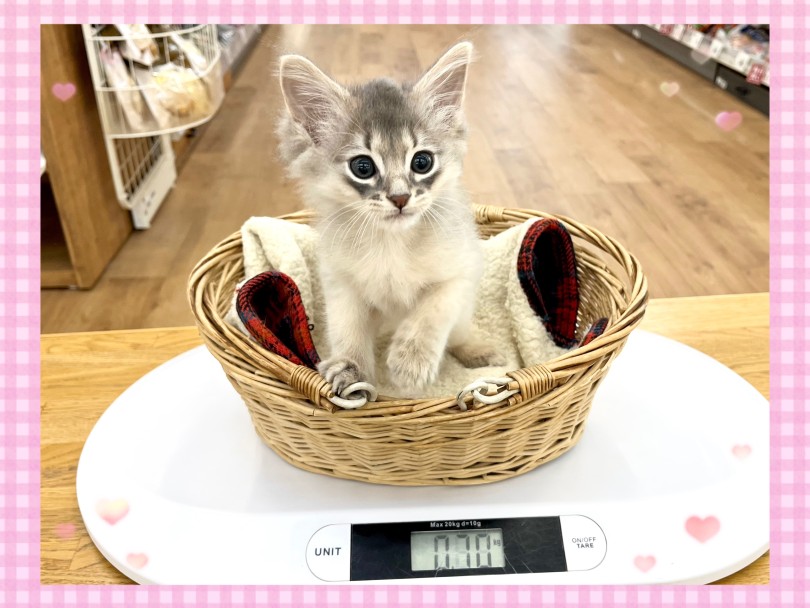 体型はスリムな筋肉質タイプです | ソマリ （14-232） - 城山店