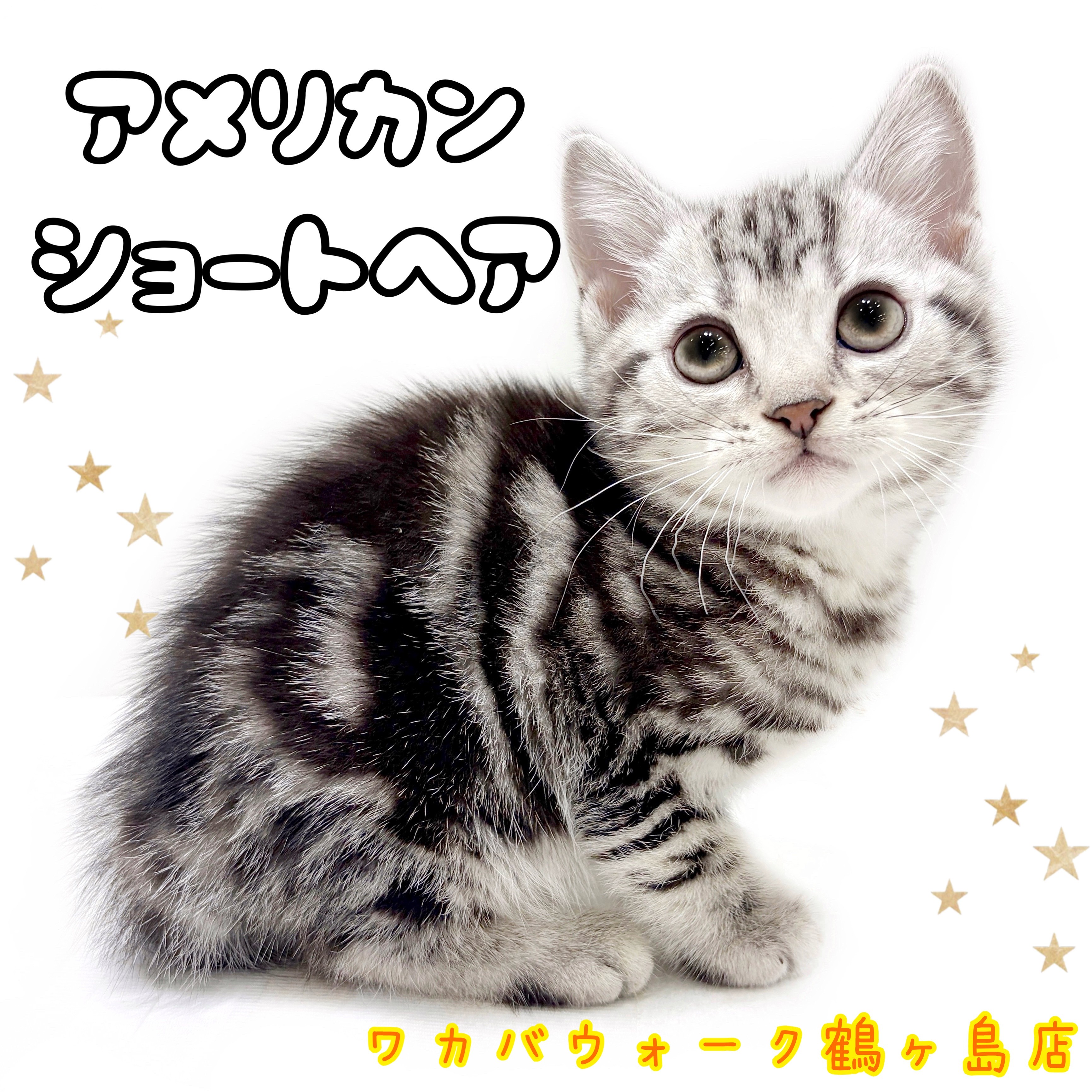 アメリカンショートヘア 】猫ちゃんと沢山触れ合いたい方に超