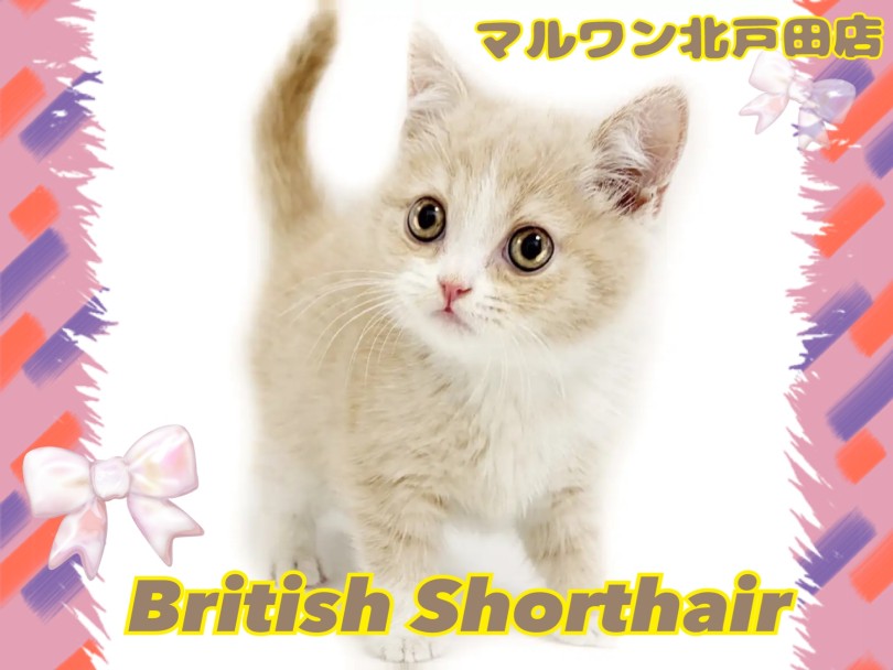 【 ブリティッシュショートヘア 】瞳もお顔もまん丸で気品高いニャンコさま降臨!