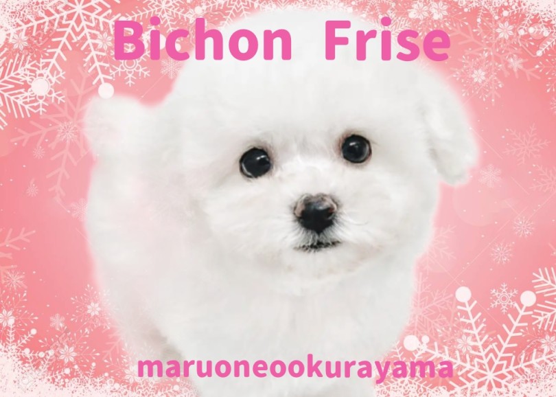 【 ビションフリーゼ 】 陽キャパワー全開のピュアホワイトのプリンセス！