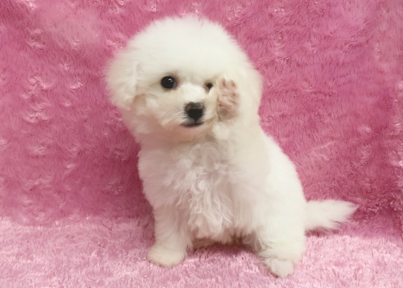 超天真爛漫のお元気ガール！ | ビションフリーゼ （06-327） - 横浜 大倉山店