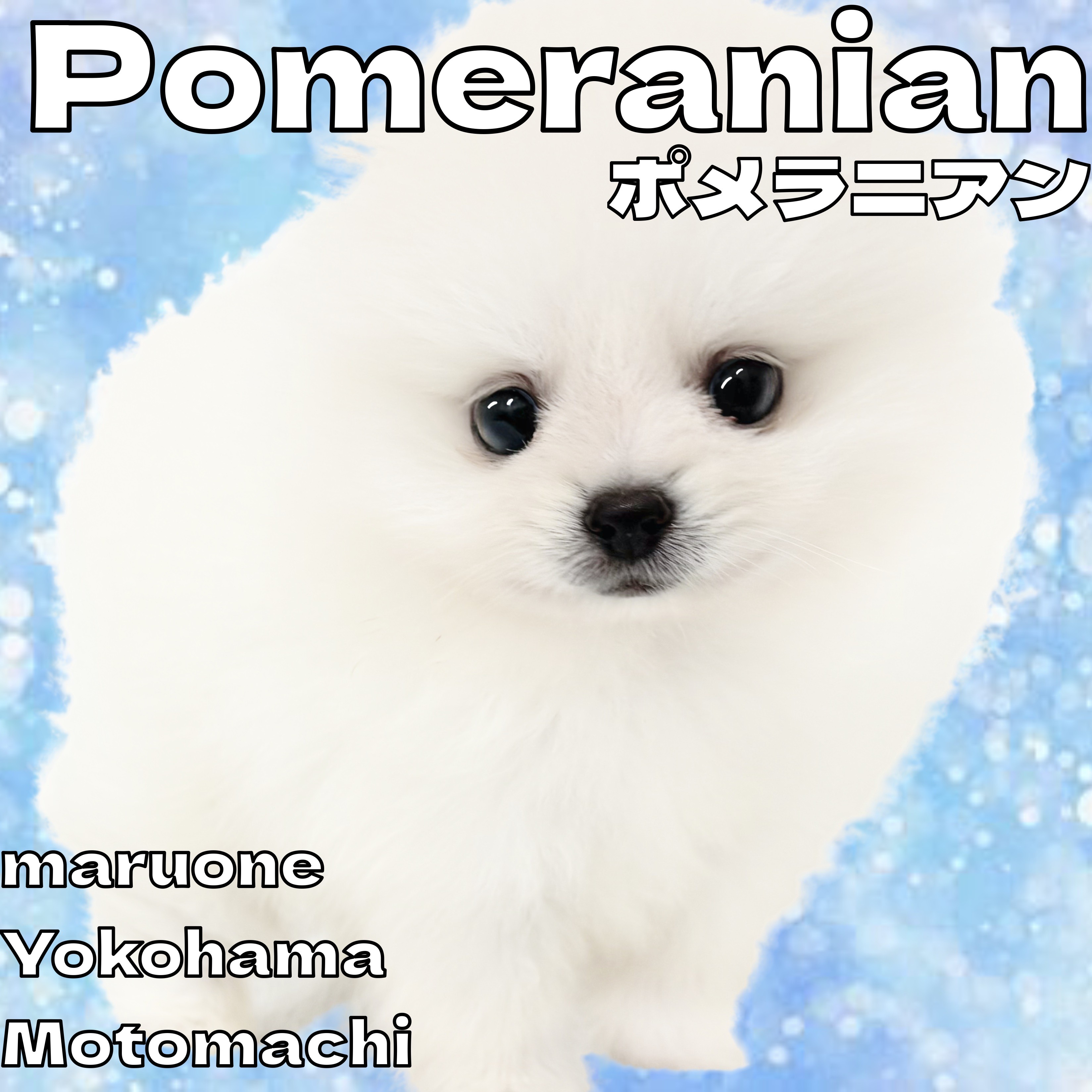 ポメラニアン 】可愛さMAX！白雪ポメちゃんが横浜元町店に登場