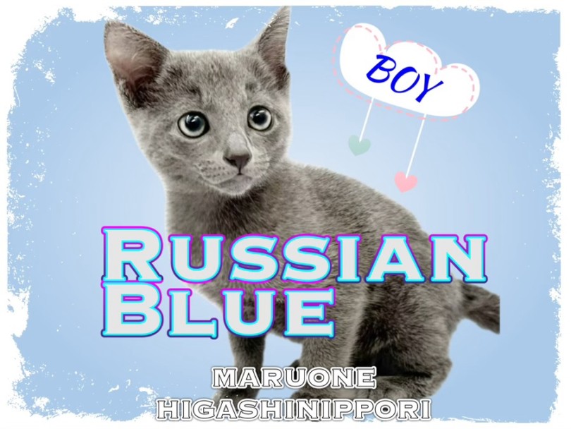 【 ロシアンブルー 】爽やか系ロシアンスマイルを持つボイスレスキャットが登場！