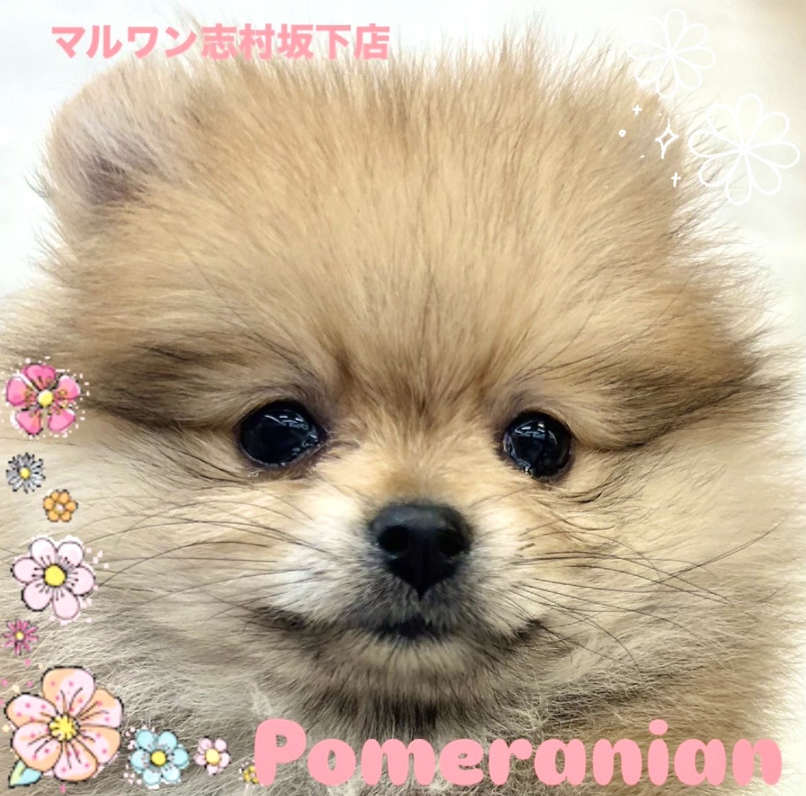 ポメラニアン 】天真爛漫で甘えん坊！たぬき顔のポメラニアンちゃんが