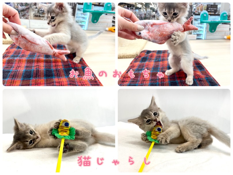 おもちゃを見ると大興奮！ | ソマリ （14-232） - 城山店