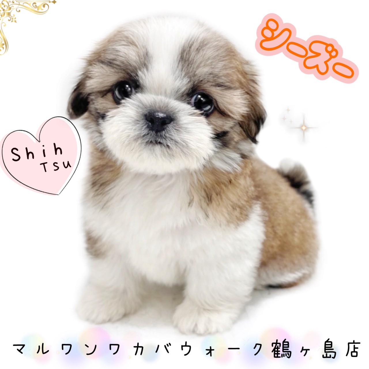 シーズー 】ビジュアルも性格も最高！穏やかな癒しの存在になる女の子