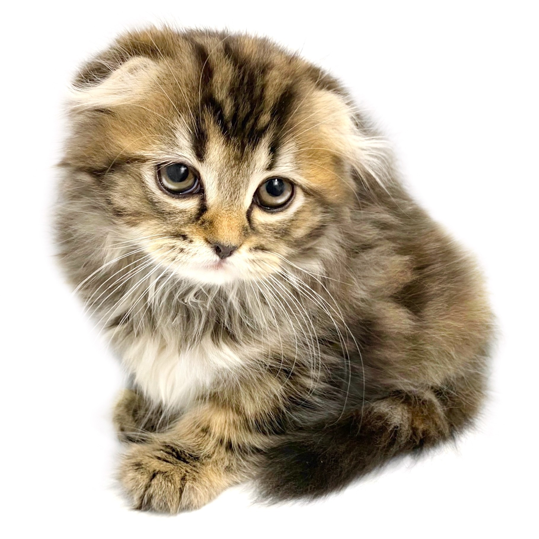 スコティッシュフォールド | ペットショップ マルワン 小さめ子犬 美形