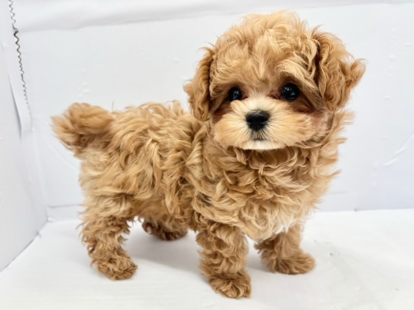 お迎えに不安がある方は、一度スタッフにご相談ください | MIX犬 (10-187) - 東日暮里店