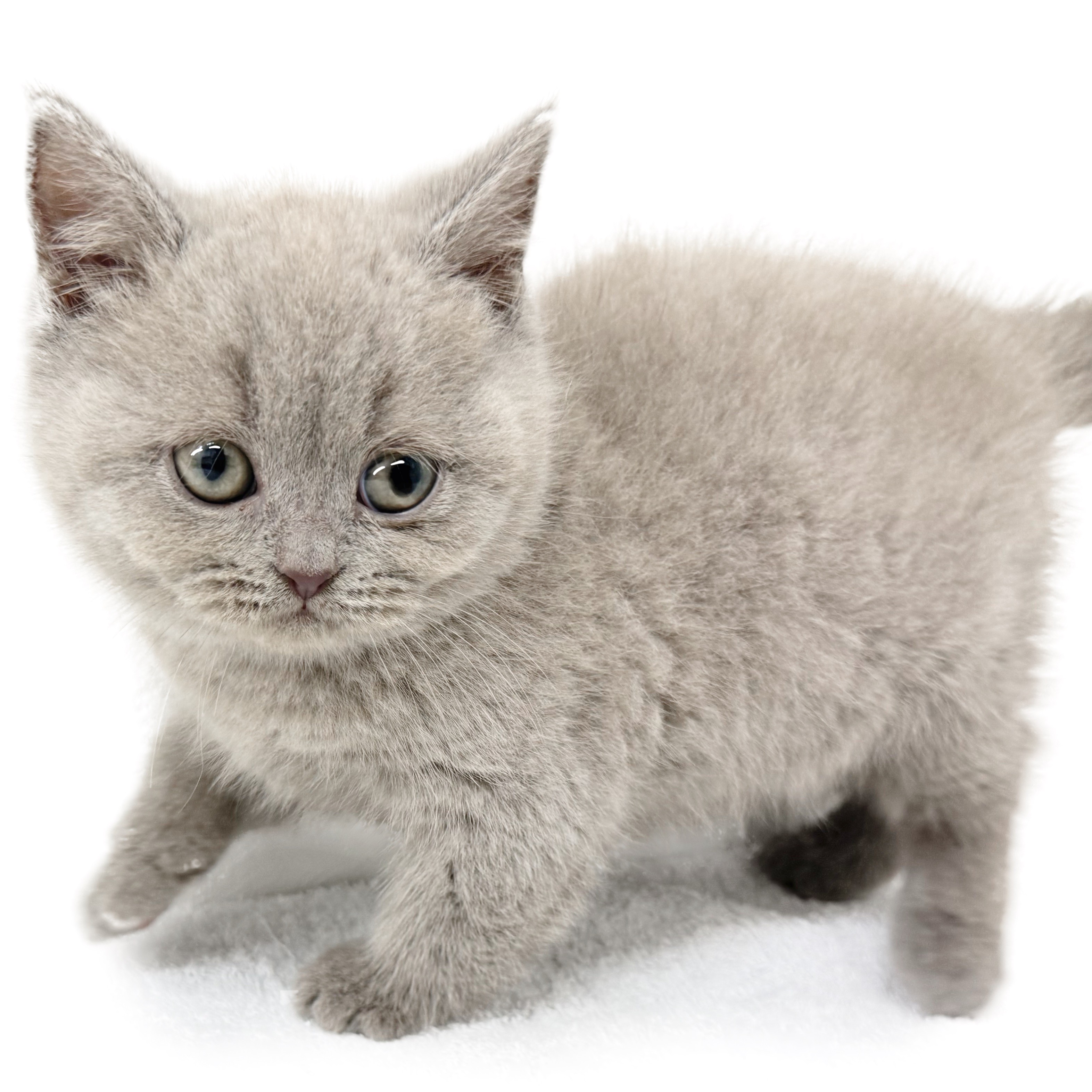 ブリティッシュショートヘア | ペットショップ マルワン 小さめ子犬