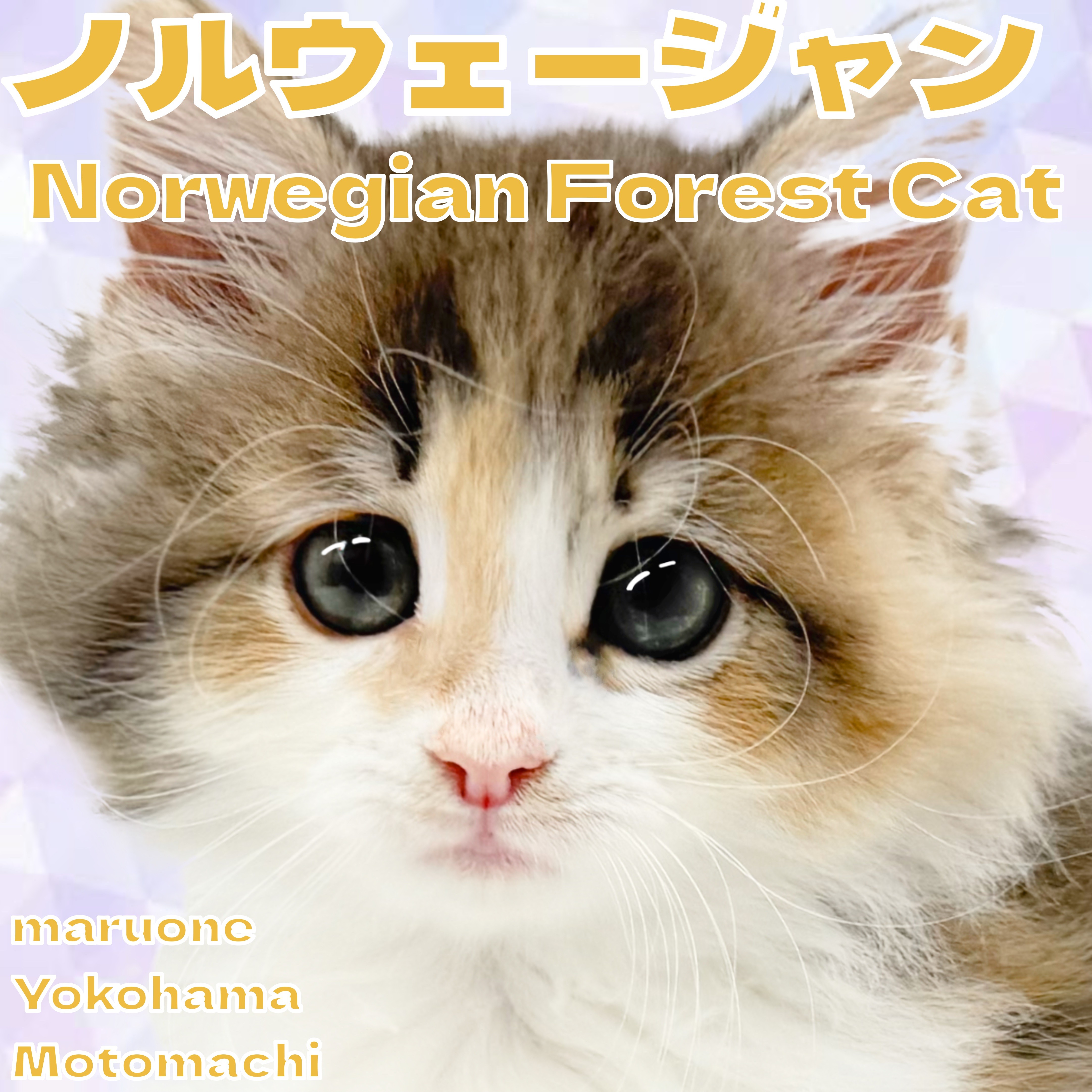ノルウェージャンフォレストキャット 】顔よし性格よしの癒し系