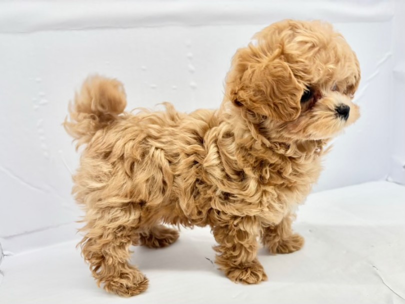 ボディバランスは横長方形のドワーフ体型 | MIX犬 (10-187) - 東日暮里店